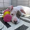 Thumbnail photo of Chip #3