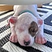 Thumbnail photo of Chip #4