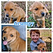 Thumbnail photo of Grumpy #2