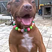 Thumbnail photo of Isabella #1