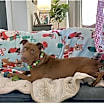 Thumbnail photo of Isabella #2