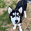 Thumbnail photo of Wyatt #1