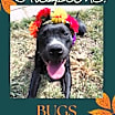 Thumbnail photo of BUGS #2