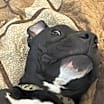 Thumbnail photo of BUGS #3