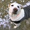 Thumbnail photo of Hannah (Foster) #3