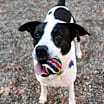 Thumbnail photo of Cleo #3