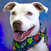Thumbnail photo of Boomer #2