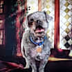 Thumbnail photo of Ziggy #2