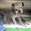 Thumbnail photo of Ziggy #3