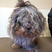 Thumbnail photo of Ziggy #4