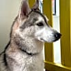 Thumbnail photo of Simba #4