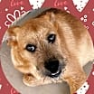 Thumbnail photo of OSCAR - Tri Pawd! #1