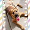 Thumbnail photo of OSCAR - Tri Pawd! #2