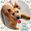 Thumbnail photo of OSCAR - Tri Pawd! #3