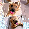 Thumbnail photo of OSCAR - Tri Pawd! #4