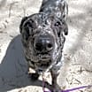 Thumbnail photo of Wilbur #2