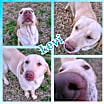 Thumbnail photo of Levi #1
