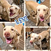 Thumbnail photo of Levi #2
