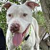 Thumbnail photo of Pup Tart  #1