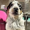 Thumbnail photo of Kosmo #1