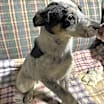 Thumbnail photo of Kosmo #3