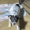 Thumbnail photo of Harpo #2