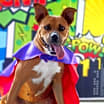 Thumbnail photo of Gracie Belle JuM* #4