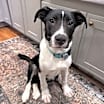 Thumbnail photo of Sage #1