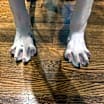 Thumbnail photo of Sage #2