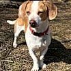 Thumbnail photo of Arlo #1
