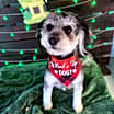 Thumbnail photo of Sonny #2