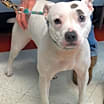 Thumbnail photo of Bella #2