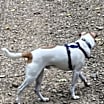 Thumbnail photo of Oliver #2