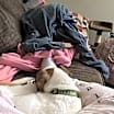 Thumbnail photo of Oliver #4