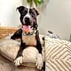 Thumbnail photo of Your Buddy ol' pal #1
