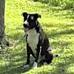 Thumbnail photo of Your Buddy ol' pal #3
