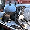Thumbnail photo of Your Buddy ol' pal #4