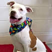 Thumbnail photo of Boomer #3