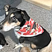 Thumbnail photo of Lady #4