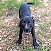Thumbnail photo of Atticus #2