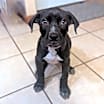 Thumbnail photo of Atticus #4