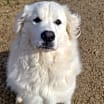 Thumbnail photo of Sadie Loo DFW #3