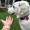 Thumbnail photo of Sadie Loo DFW #4