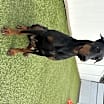 Thumbnail photo of Nova-Big News! #4