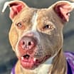 Thumbnail photo of Brooklyn-Adoption Pending #1