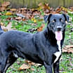 Thumbnail photo of Buck #1