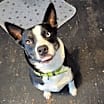 Thumbnail photo of Iris #2