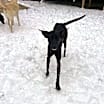 Thumbnail photo of Dahllia #3