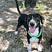 Thumbnail photo of Good-Boy #1