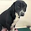 Thumbnail photo of Good-Boy #2